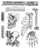 Stampers Anonymous Tim Holtz Stamp Set -  Anatomy Chart CMS411