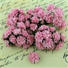 Baby Pink Mulberry Paper Aster Daisy Stem Flowers SAA-379